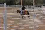 bronc round pen 07