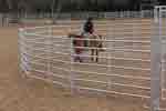 bronc round pen 08
