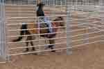 bronc round pen 11