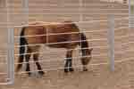 excersice round pen 06