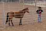 excersice round pen 07