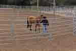 lunging round pen 05