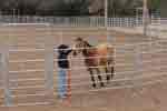 lunging round pen 06