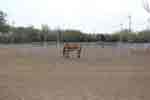 lunging round pen 08